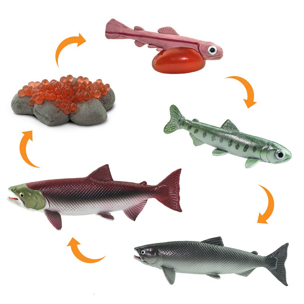 Life Cycle of a Salmon