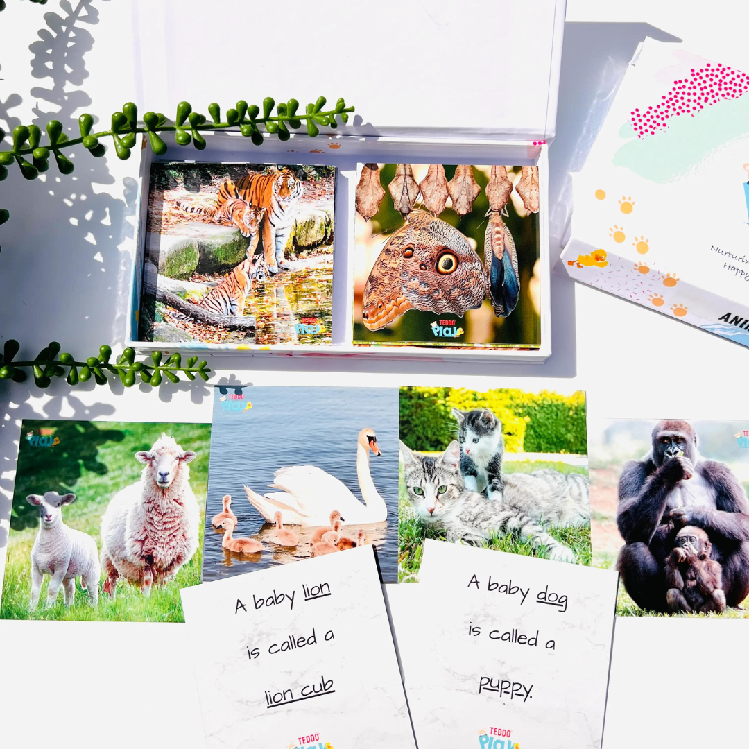 Teddo Play - Animals & Their Young Flashcards