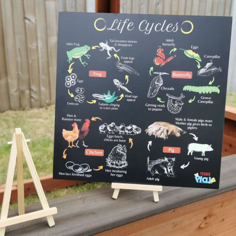 Teddo Play - Life Cycle - Educational Poster Board