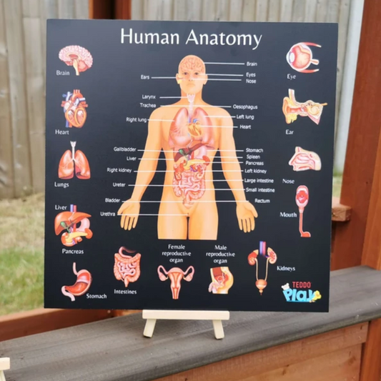Teddo Play - Human Anatomy - Educational Poster Board