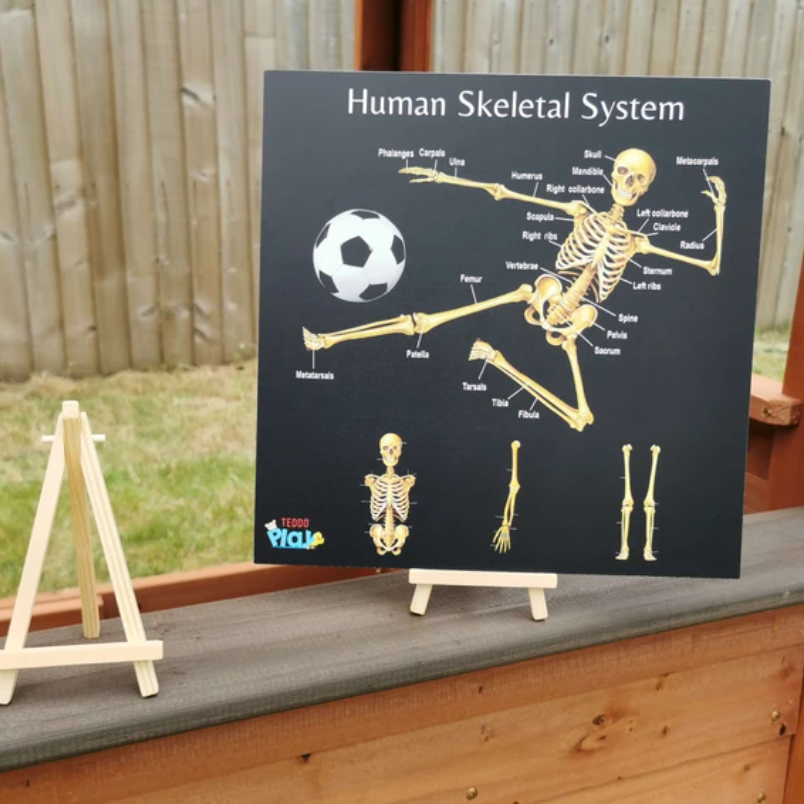 Teddo Play - Human Skeletal System - Educational Poster Board