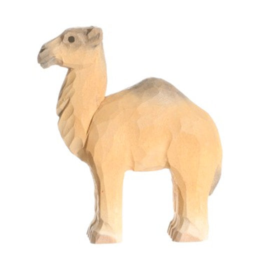 Dromedary | Camel