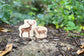 Wooden Forest Animal Blocks