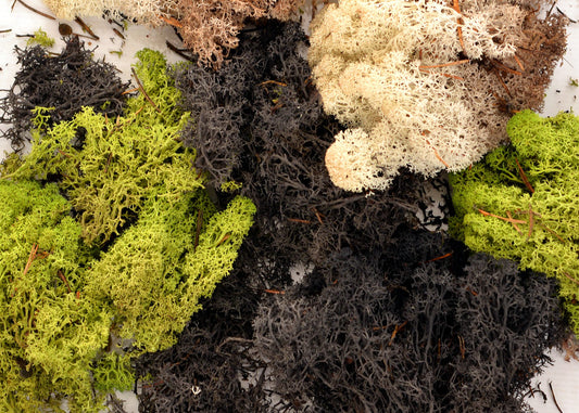 Mixed Moss Pack in 3 Colours for Sensory Play