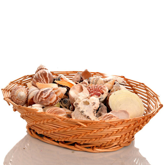 Natural Mixed Shells Pack For Sensory, Smell & Sight Play/Sessions