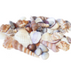 Natural Mixed Shells Pack For Sensory, Smell & Sight Play/Sessions